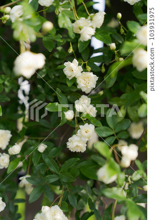 Photo of Mokkoubara and fence 103931975