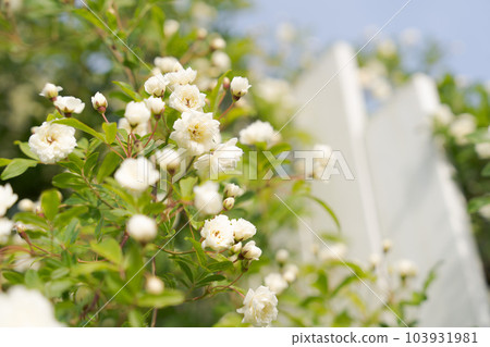 Mokkoubara 和柵欄的照片 103931981