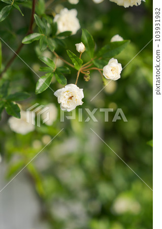 Photo of Mokkoubara and fence Photo of Mokkoubara and fence 103931982