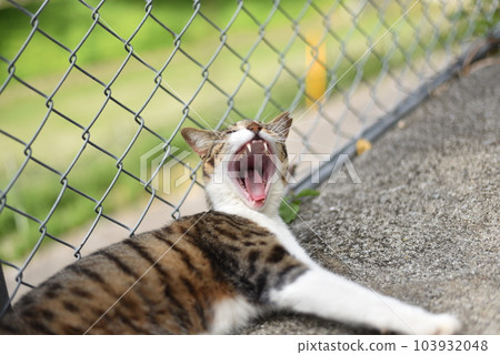 Yawning cat Yawning cat 103932048