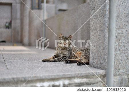 墳墓裡的雉貓 墳墓裡的雉貓 103932050