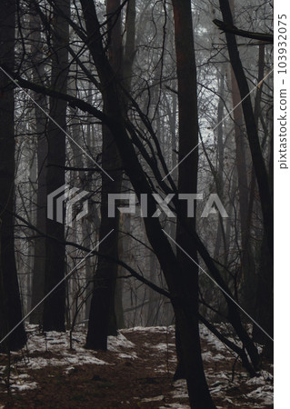 Road passing through scary mysterious forest with green light in fog in winter. Nature misty landscape. Scary halloween landscape. Trail through mysterious dark old forest in fog. Magical atmosphere 103932075