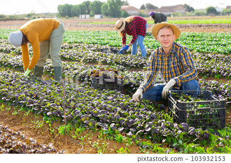 Portrait of man farmer harvesting red canonigo Portrait of man farmer harvesting red canonigo 103932153