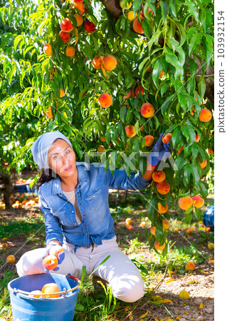 Asian female farmer harvesting peaches in summer orchard 103932154