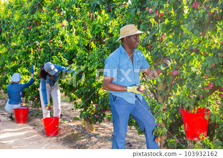 Man farmer picking ripe plums in garden 103932162