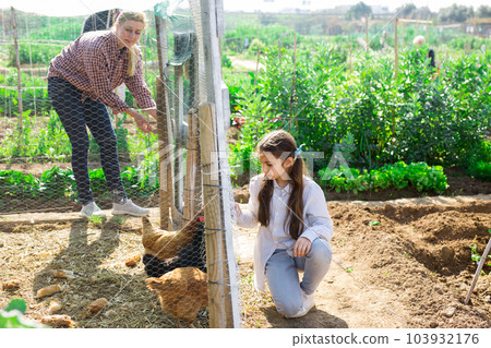 Young woman and a teenage girl, who are near the chicken coop, feed the chickens Young woman and a teenage girl, who are near the chicken coop, feed the chickens 103932176
