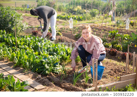 Woman farmer with scoop caring for plants Woman farmer with scoop caring for plants 103932220