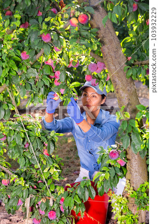 Concentrated female farmer picking ripe plums in the garden Concentrated female farmer picking ripe plums in the garden 103932229