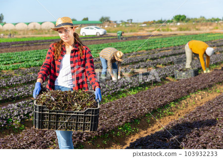Positive female farmer holding crate full of red arugula in farm field 103932233