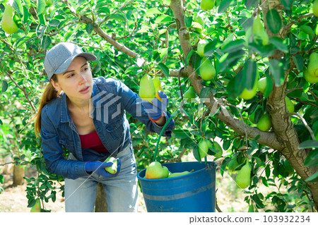 Focused female owner of orchard gathering harvest of pears on sunny day Focused female owner of orchard gathering harvest of pears on sunny day 103932234