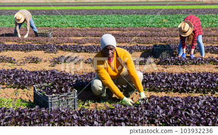 African male gardener in straw hat harvesting red romaine 103932236