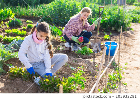 Teenage girl is spudding a bed of lettuce in vegetable garden 103932281