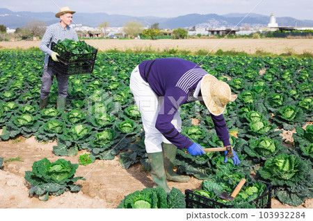 Group of gardeners picking harvest of fresh cabbage Group of gardeners picking harvest of fresh cabbage 103932284
