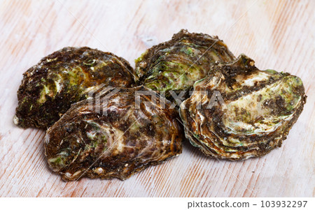 Raw closed Pacific oysters Raw closed Pacific oysters 103932297