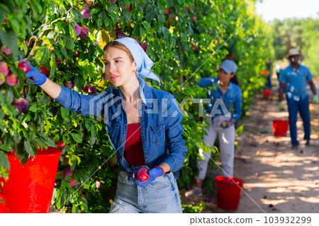 Young female gardener during harvesting of plums at garden 103932299