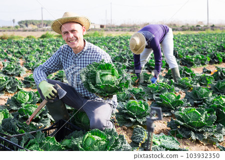 Man farmer picking green cabbage at a vegetable farm Man farmer picking green cabbage at a vegetable farm 103932350