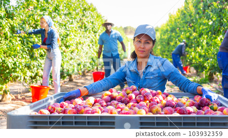 Portrait of female orchard owner next to large box full of plums 103932359