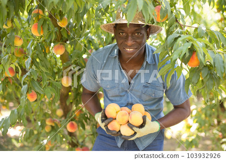 Farmer with bunch of peaches in hands 103932926