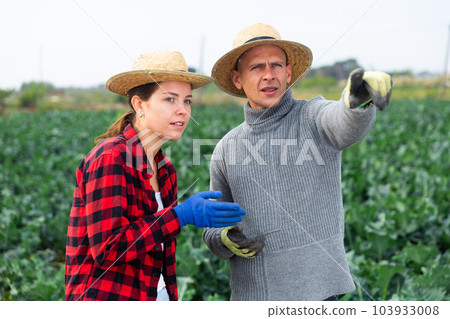 Two farmers talking on broccoli field 103933008