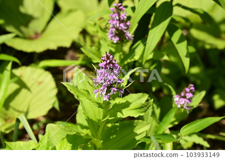 Plover flower Plover flower 103933149