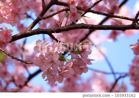 Momezakura盛開 103933162