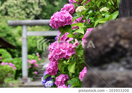 Hydrangea Kamakura Imaizumidai 103933208