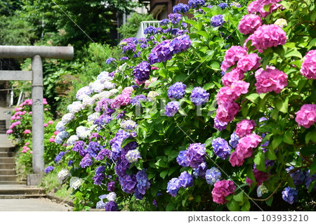 Hydrangea Kamakura Imaizumidai 103933210
