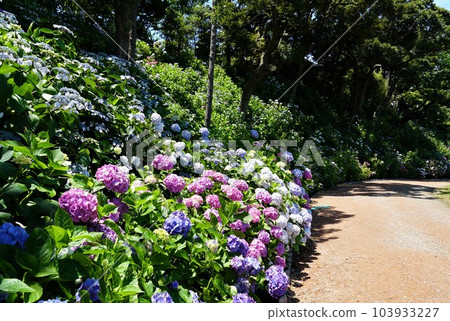 Ajisai no Mori Landscape with colorful hydrangea flowers 103933227