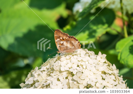 Butterfly apatura iris, the purple emperor, sits on white flower Butterfly apatura iris, the purple emperor, sits on white flower 103933364