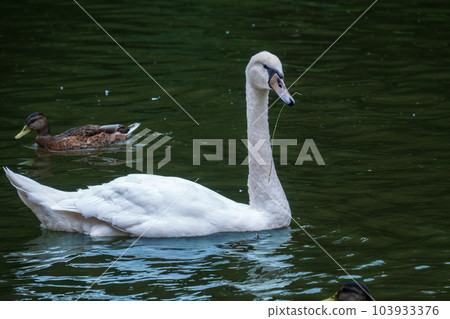 A graceful white swan swimming on a lake with dark water. The white swan is reflected in the water 103933376