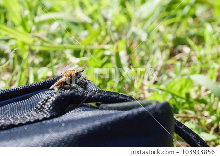 Hoverfly flying around the field Hoverfly flying around the field 103933856