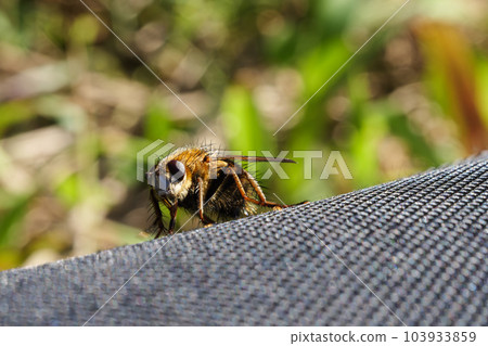 Hoverfly 在田野上飛來飛去 103933859