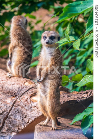Two cute curious meerkats stand on their hind legs on a sandy hill and look away. Two cute curious meerkats stand on their hind legs on a sandy hill and look away. 103934009