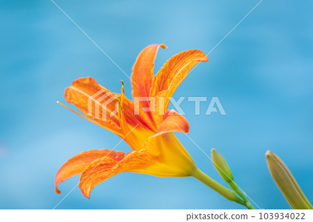 Close up of a single orange day lily, Hemerocallis fulva, in full bloom. Close up of a single orange day lily, Hemerocallis fulva, in full bloom. 103934022