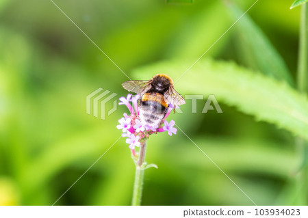 Bumble-bee sitting on Verbena purple flower in green garden 103934023