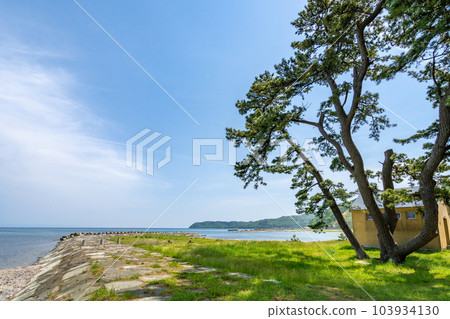 椿山海岸，夏泊半島北端，夏泊扇貝線，山茶花生長的北限地區 103934130