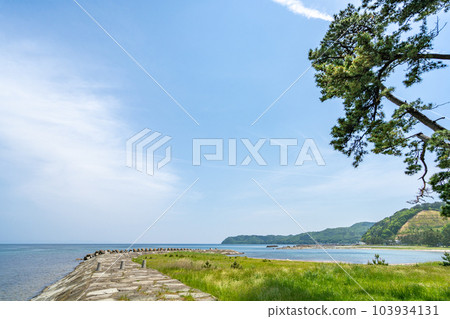 椿山海岸,夏泊半島北端,夏泊扇貝線,山茶花生長的北限地區 椿山海岸,夏泊半島北端,夏泊扇貝線,山茶花生長的北限地區 103934131