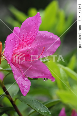 在雨中弄濕的杜鵑花特寫 103934161