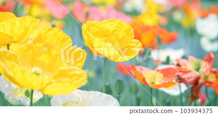 Poppy field 103934375