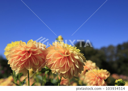Orange dahlia blooming in the flower field of Sera Kogen Farm under the blue sky Orange dahlia blooming in the flower field of Sera Kogen Farm under the blue sky 103934514