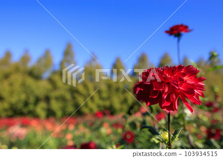Red dahlias blooming in the flower garden of Sera Kogen Farm under the blue sky Red dahlias blooming in the flower garden of Sera Kogen Farm under the blue sky 103934515