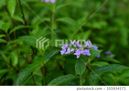 Shichidanka Shichidanka 103934571