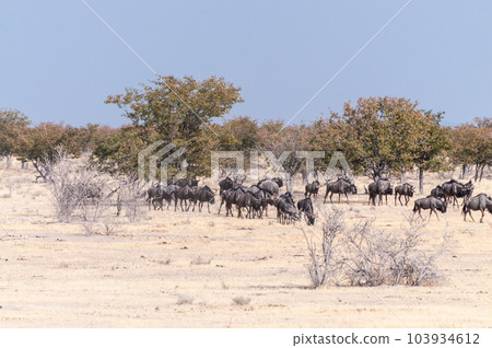 A Herd of blue wildebeest in Etosha A Herd of blue wildebeest in Etosha 103934612