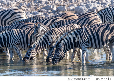 Zebras in Etosha Zebras in Etosha 103934614