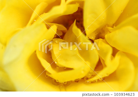 玫瑰玫瑰 玫瑰玫瑰 103934623