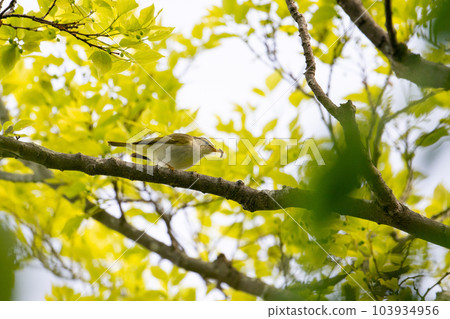 鶯~春季遷徙01 103934956