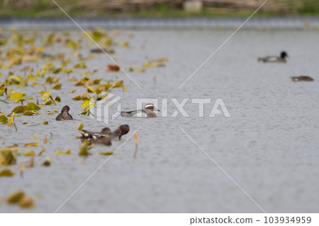 Striped horse mackerel - spring migration 02 103934959
