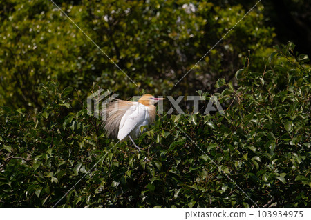 Spring Cattle Egret-Beautiful wedding color 02 103934975