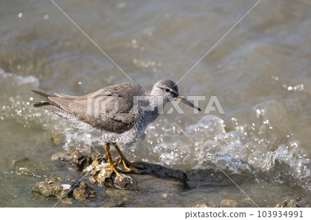 紅腿鷸 - 春季遷徙05 紅腿鷸 - 春季遷徙05 103934991