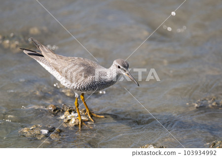 Red-shanked sandpiper - Spring migration 06 103934992